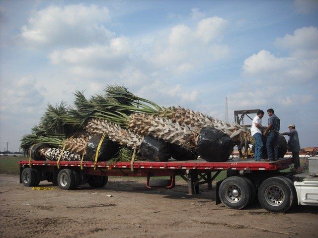 Sabal Texana