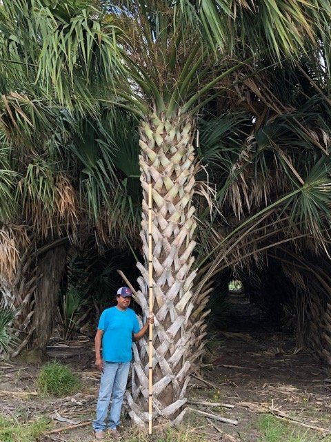 Texas Sabal