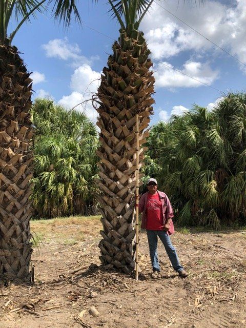 Texas Sabal