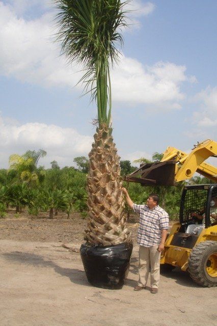 Texas Sabal