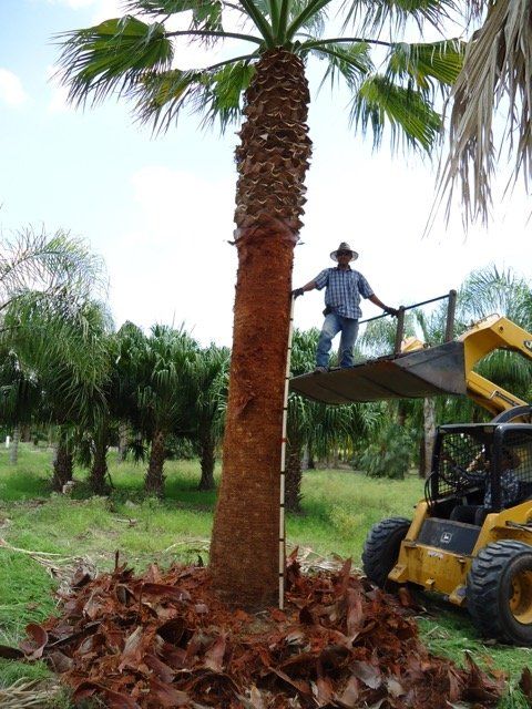 Washingtonia Felifera Califorina Fan