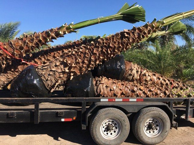 Washingtonia Felifera