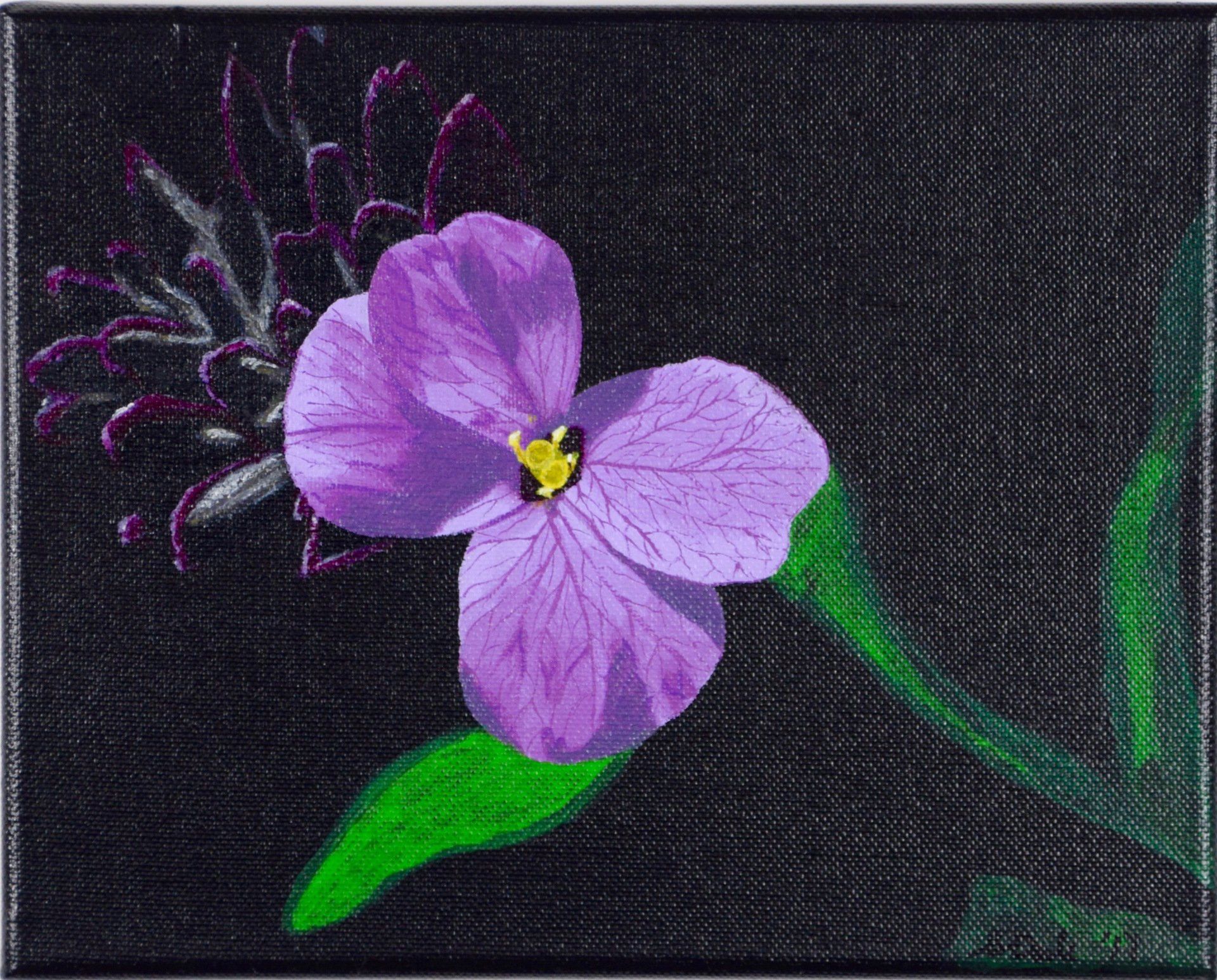 Kitty S Dale. Purple Flower. Acrylic painting of single erysimum