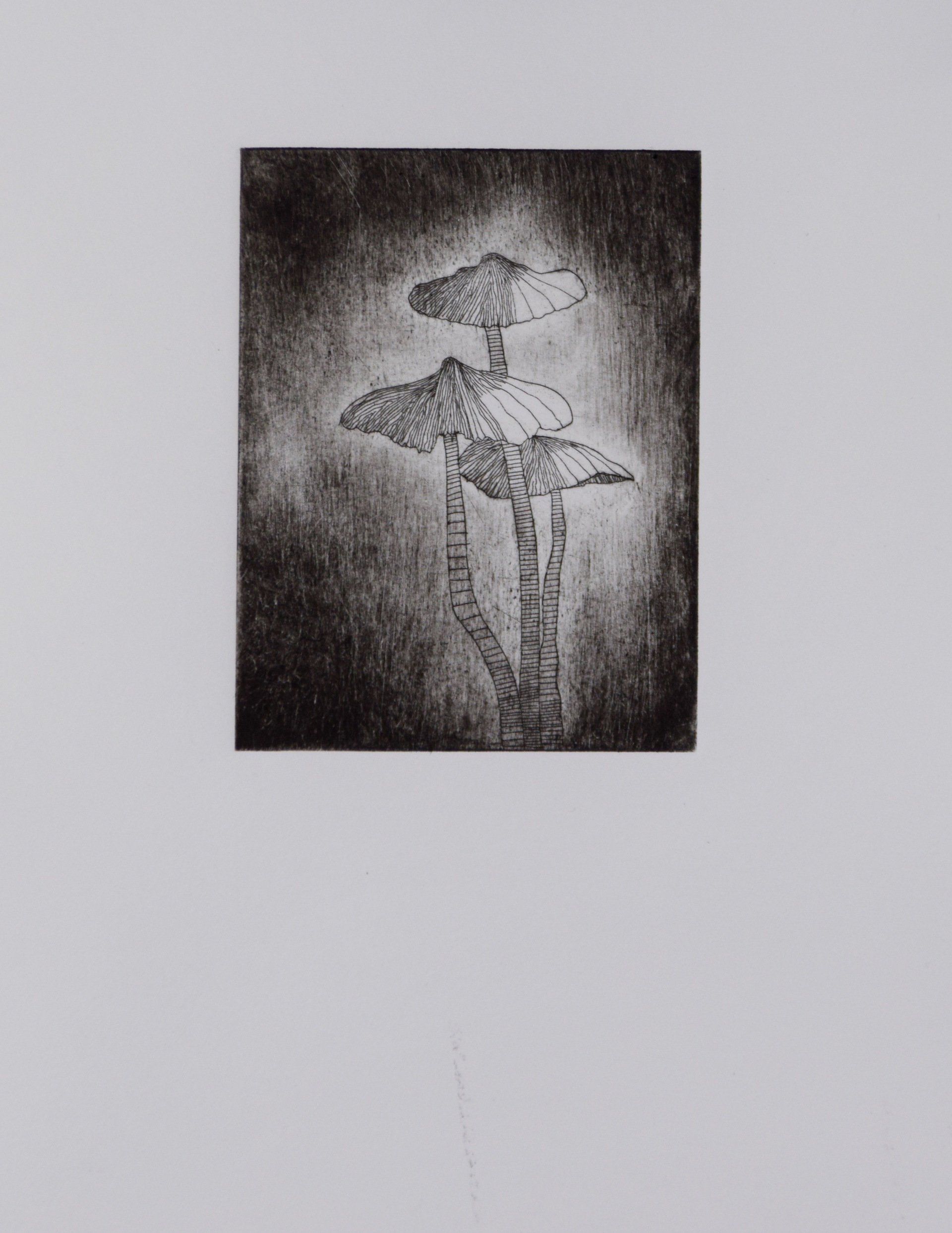 Kitty S Dale. Mushrooms 1. Mushroom etching original print.