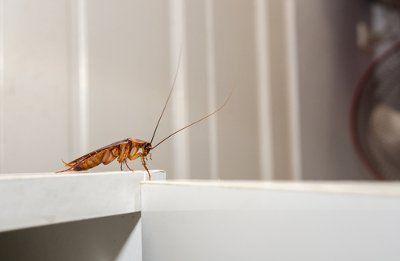 A Cockroach Near a Potential Water Source — Fresno, CA — Art Douglas Plumbing Inc. A Cockroach Near a Potential Water Source — Fresno, CA — Art Douglas Plumbing Inc.