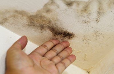 Mold Near Potential Leak — Fresno, CA — Art Douglas Plumbing Inc. Mold Near Potential Leak — Fresno, CA — Art Douglas Plumbing Inc.