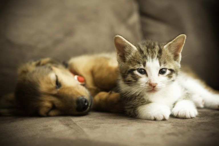 Dog and Cat — Fresno, CA — Art Douglas Plumbing Inc. Dog and Cat — Fresno, CA — Art Douglas Plumbing Inc.
