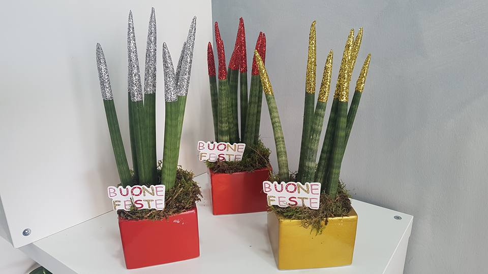 piante grasse decorate con glitter per le feste