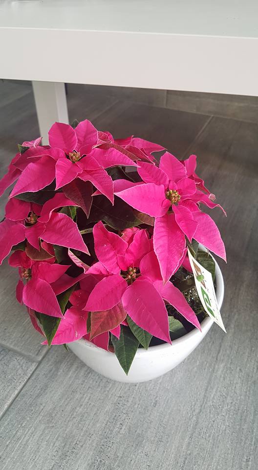 stella di Natale fucsia