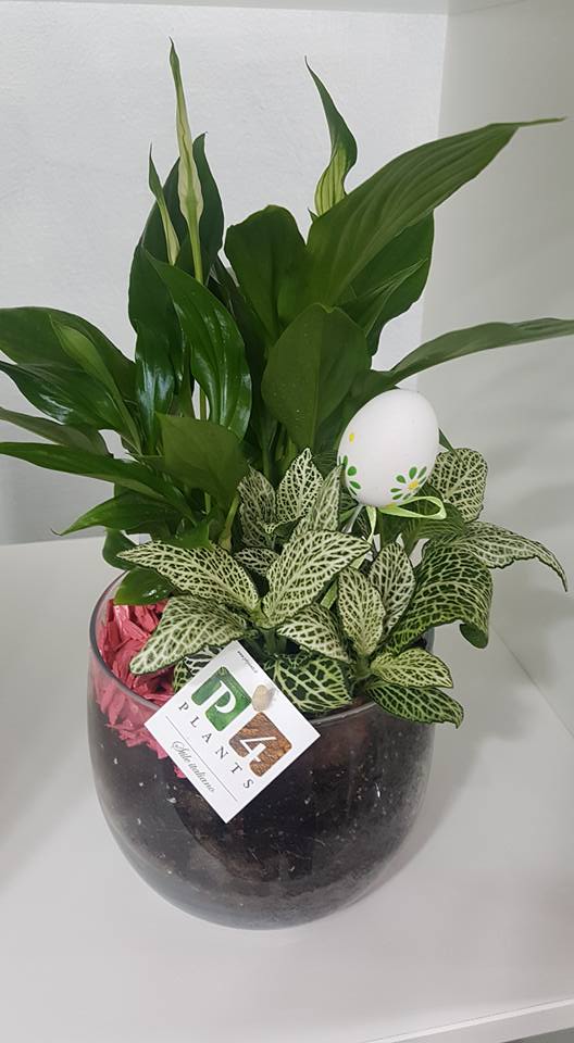 pianta da interno