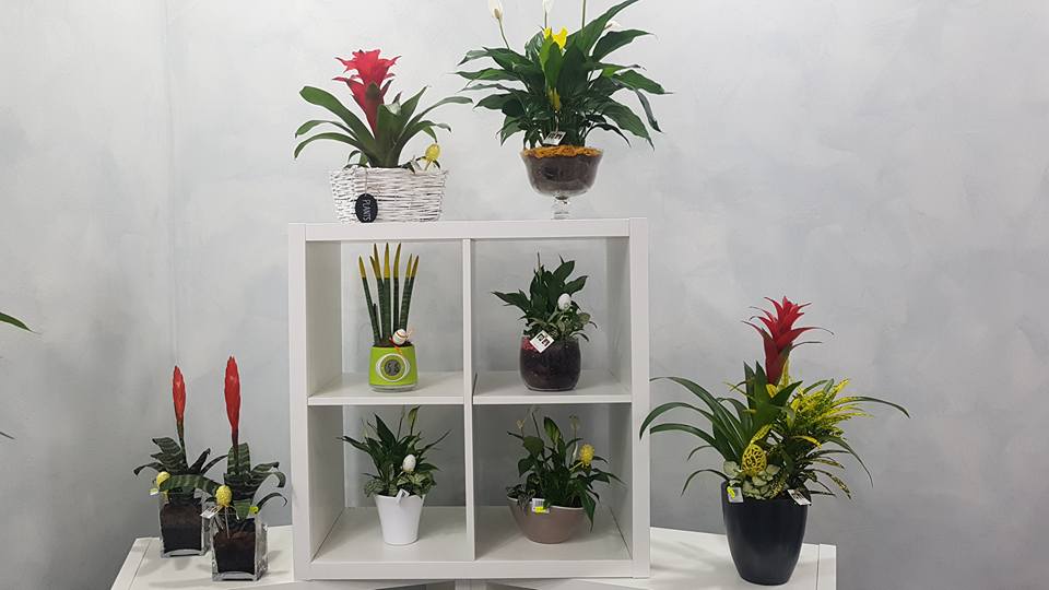 assortimento di piante da interno
