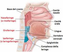 interno della bocca - immagine esplicativa