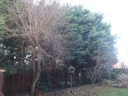 Hedge trimming
