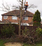 Tree Felling