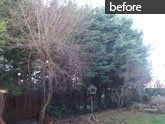 Hedge Trimming before