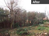 Hedge Trimming after