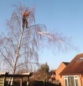 Tree Surgery before