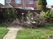 Tree felling