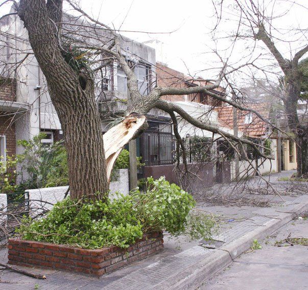 Emergency Tree Work