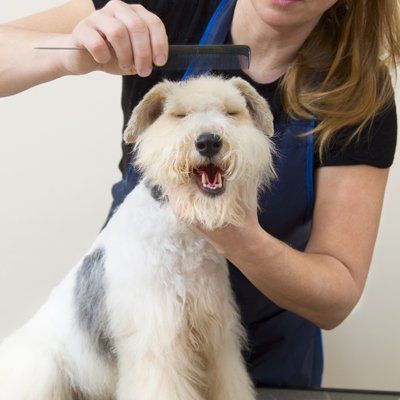 Pet parlour