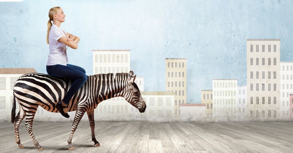 contol zebra repair costs