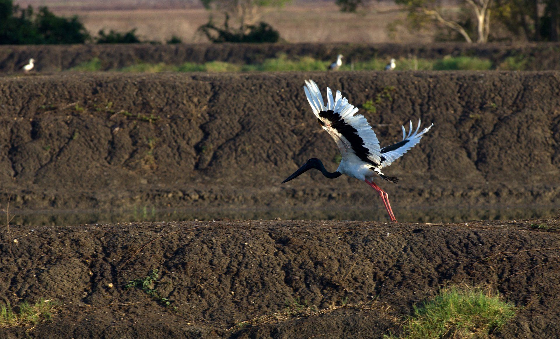 A black-necked stork in flight, with white wings and long red legs, landing in a muddy, rural landscape.