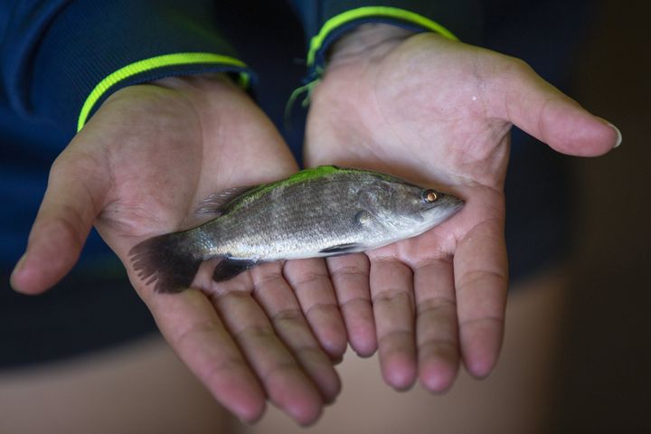 Two hands hold a small, grey fish with dark stripes and a bright green patch on its back.