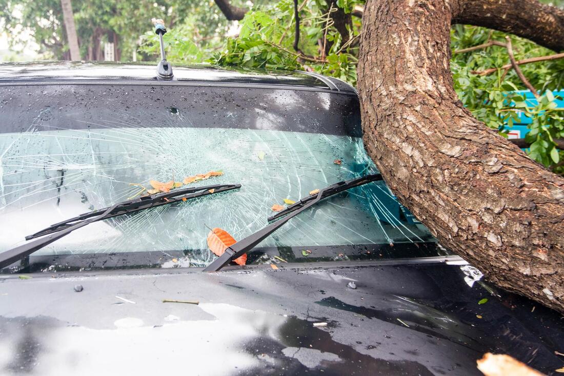 affordable emergency tree services
