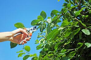 professional tree services in progress