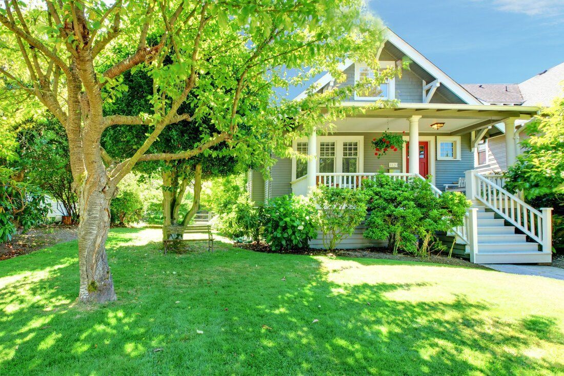 affordable plant and tree health care service
