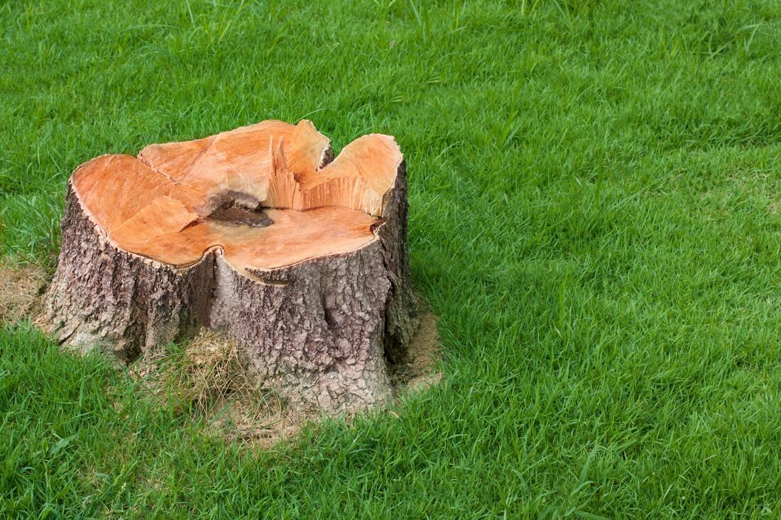 affordable stump grinding and removal