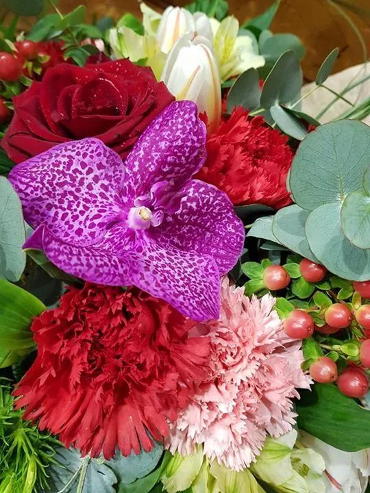 orchidea