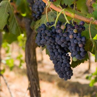 Yakima Wineries