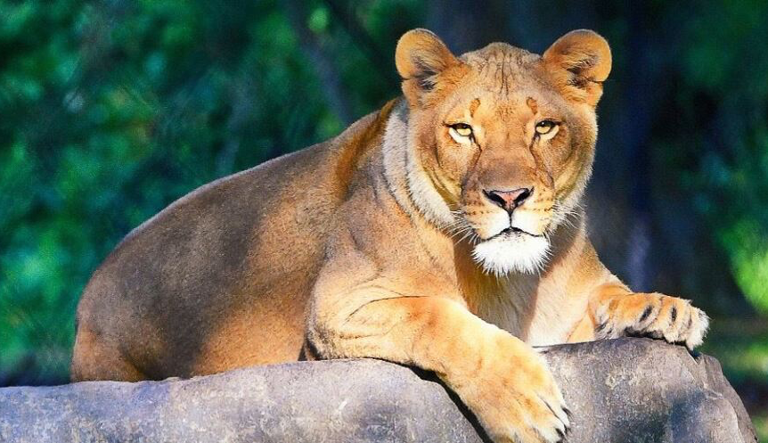 A lioness is laying on a rock and looking at the camera.