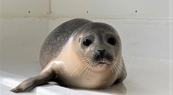 A seal is sitting on a white surface and looking at the camera.