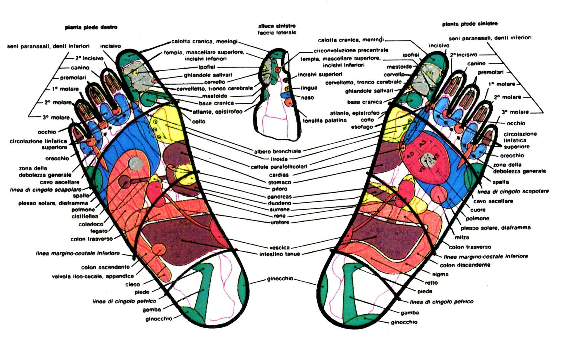 Mappa riflessologia plantare