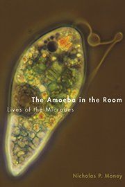 THE AMOEBA IN THE ROOM