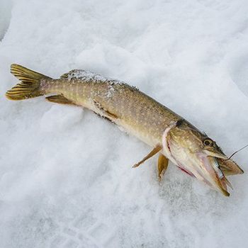 Live and Frozen Fishing Bait