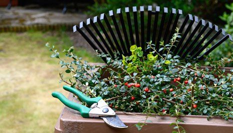 garden plants being trimmed