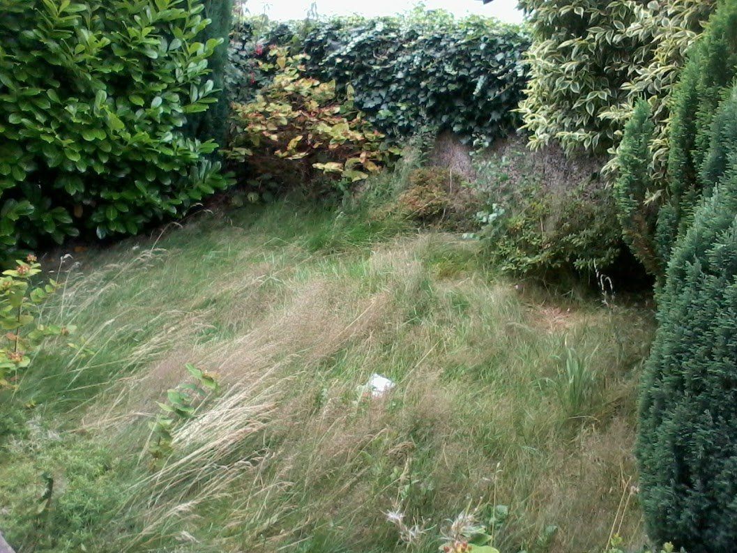 before trimming