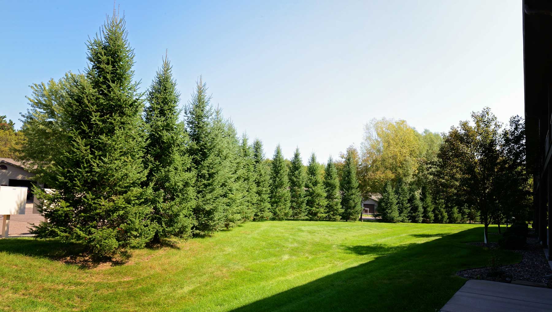 trees