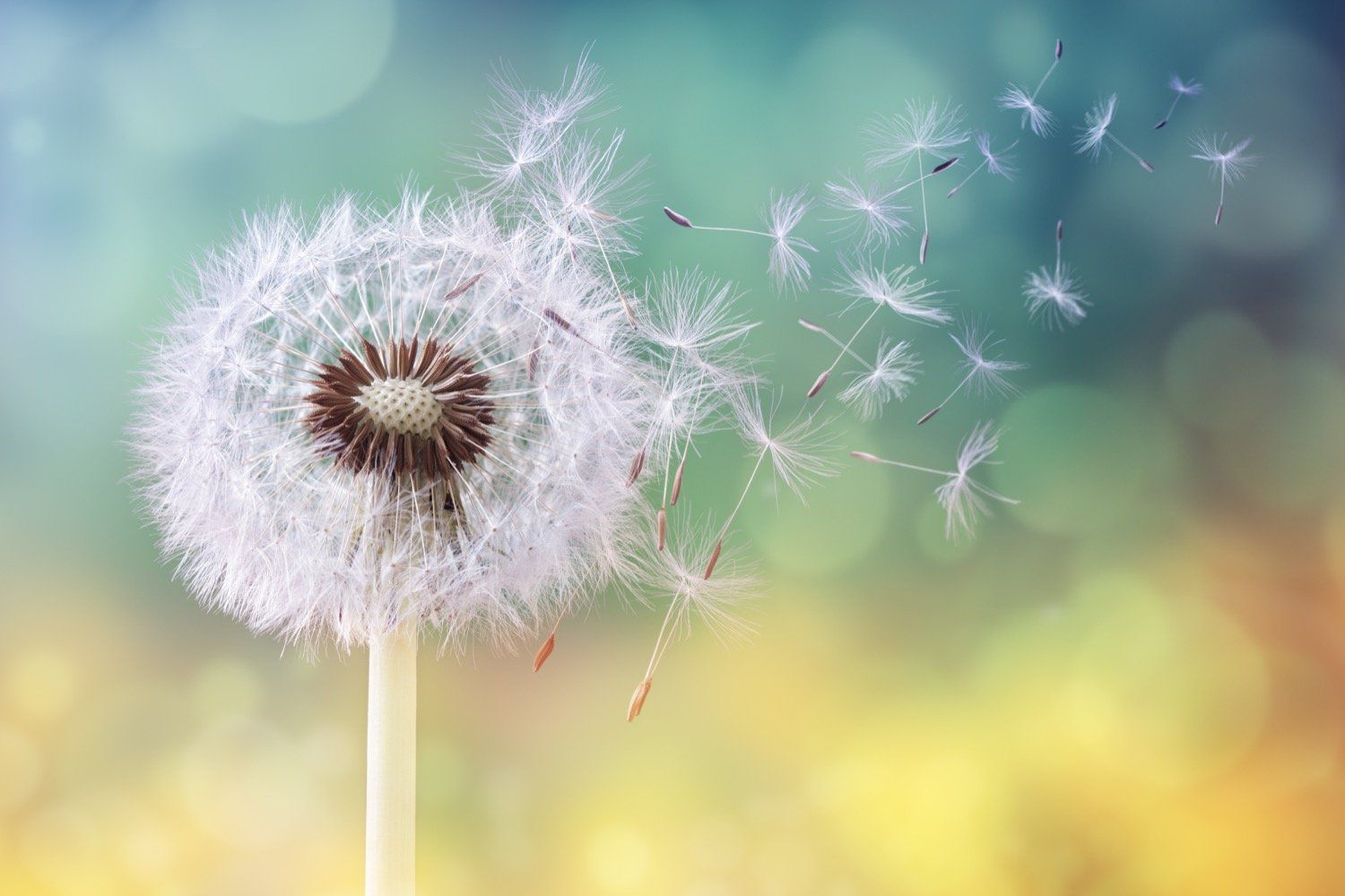 vooronderstellingen NLP