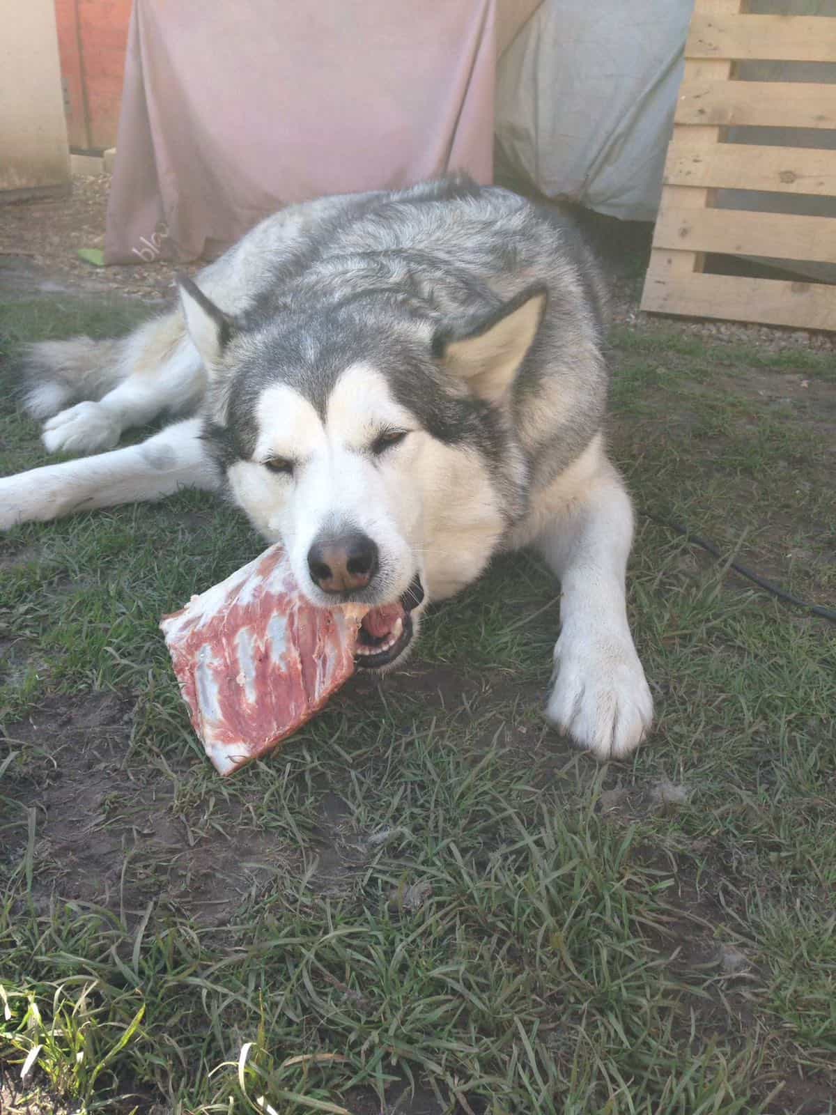 Chaos the Malamute