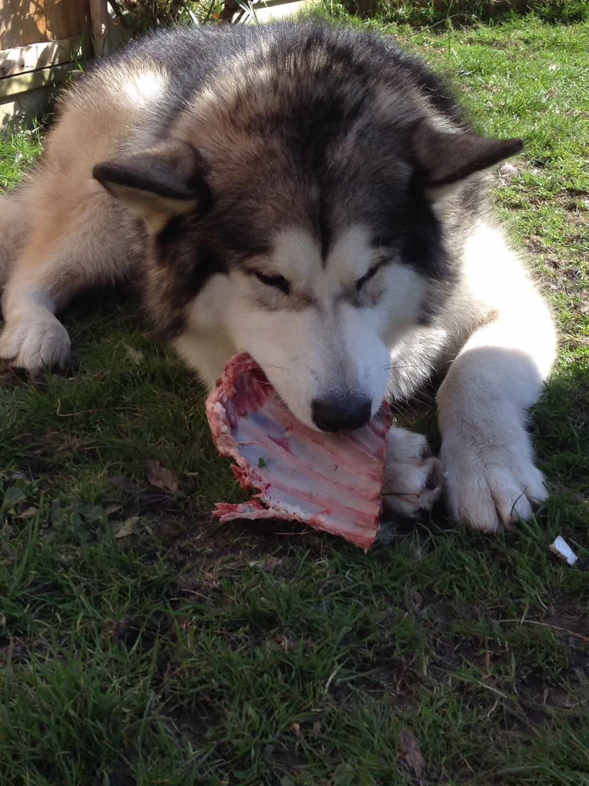 Yummy Ribs for Mayhem Mayhem eating a Furry Feasts Rack of Ribs