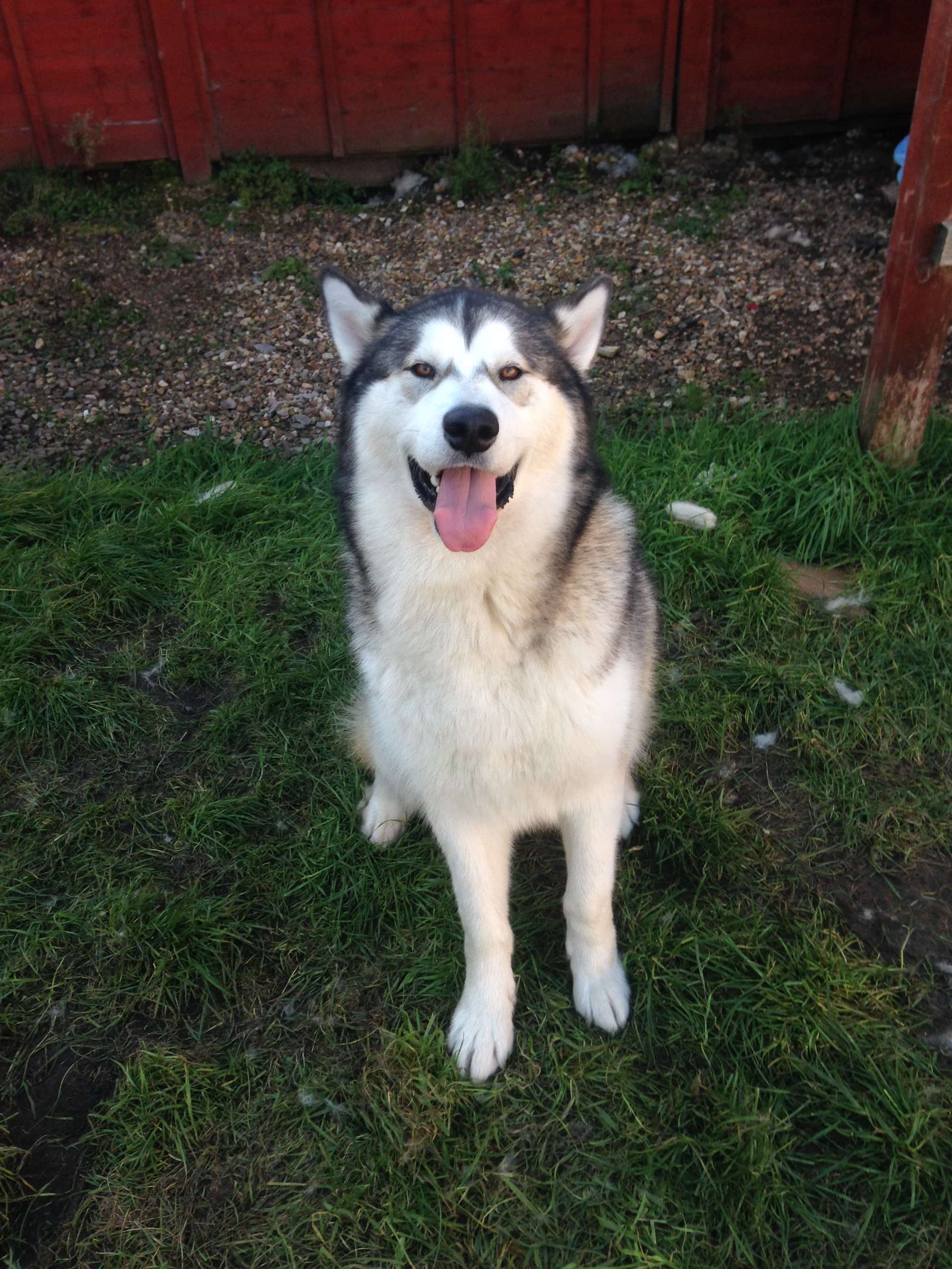 Mayhem the Malamute