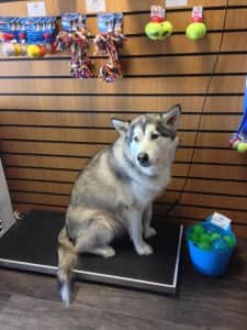 Chaos on his monthly weigh in. Chaos-The Furry Feasts Inspiration