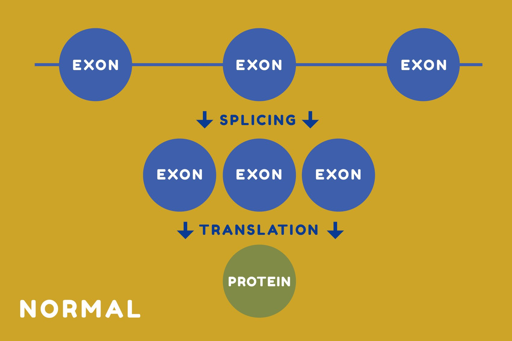 A diagram labeled 