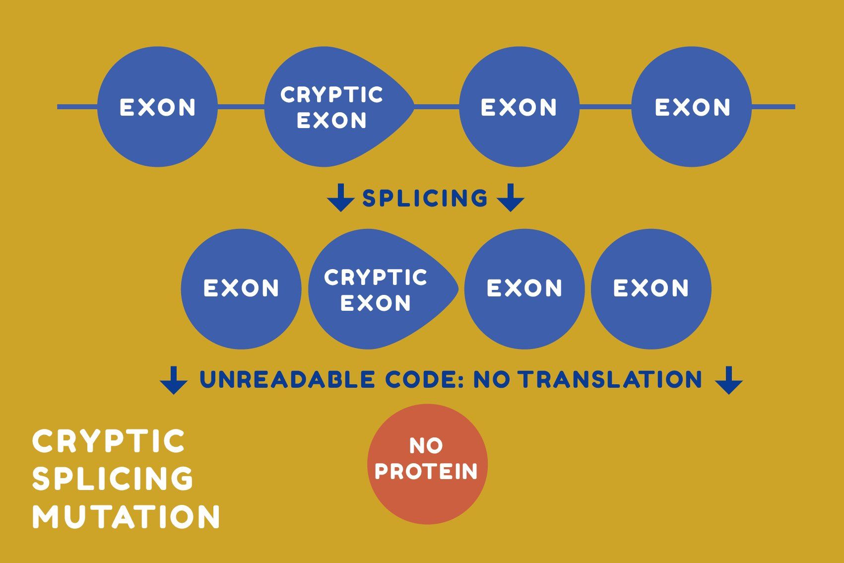 A diagram showing how a cryptic exon splicing mutation inserts unwanted code, resulting in no protein production.