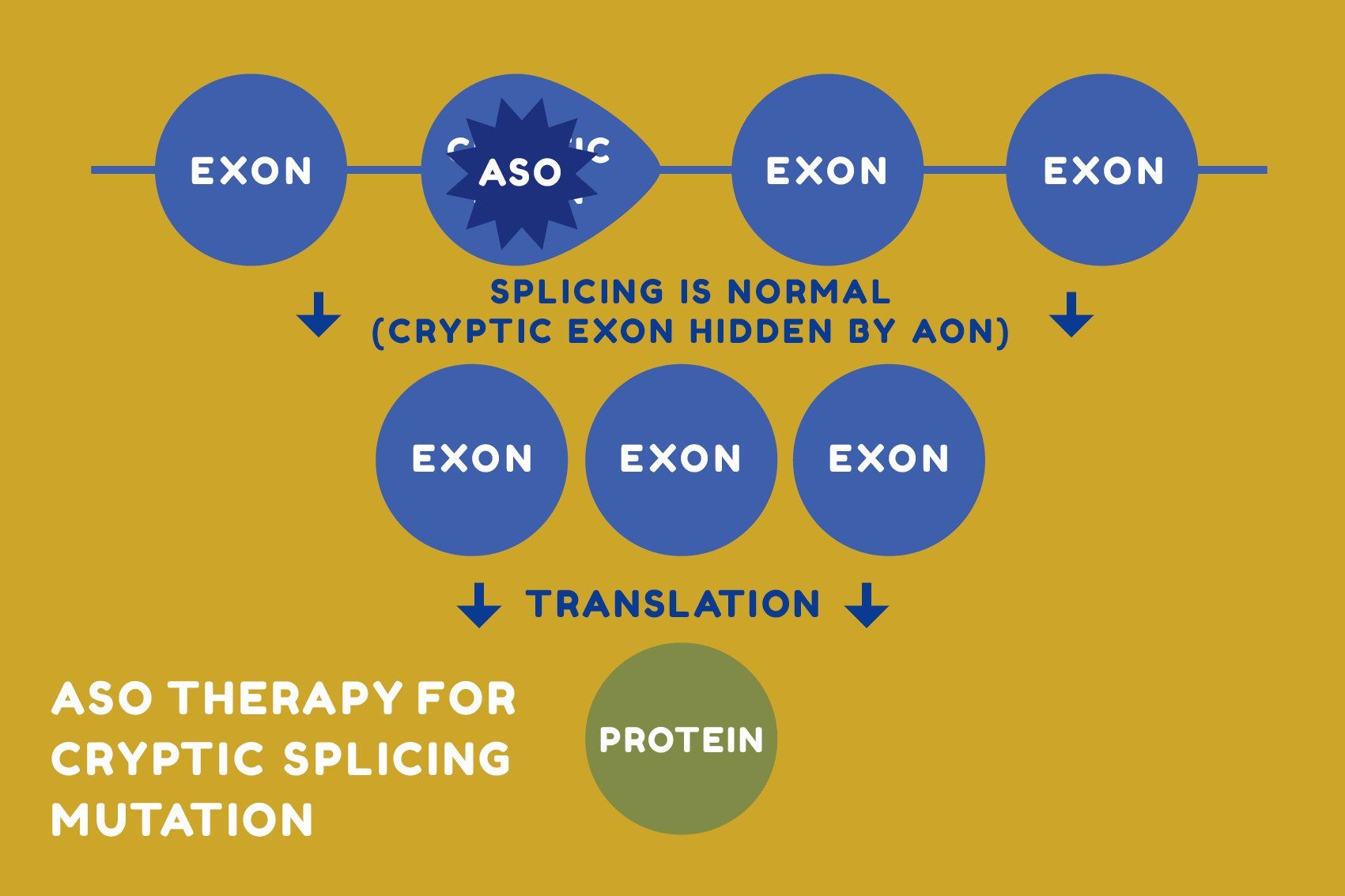 A diagram showing an ASO masking a cryptic exon, allowing normal splicing into an mRNA transcript and protein production.