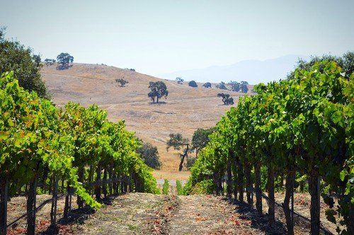 a vineyard with trees and a hill in the background